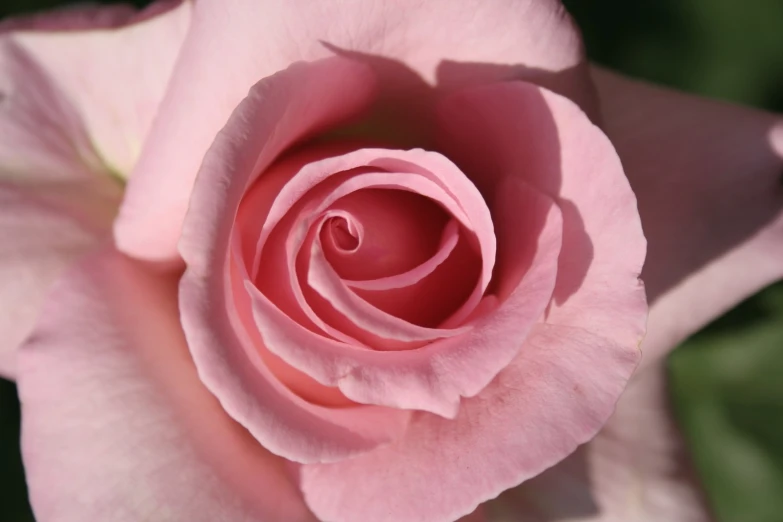 the inside of a rose petals in a garden