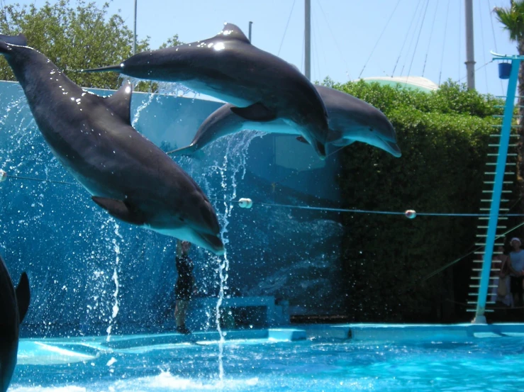 two dolphins playing in the water with their trainer