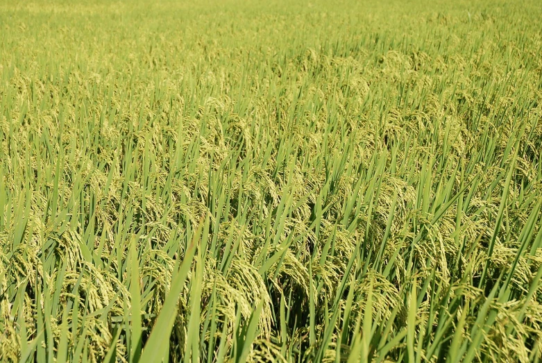 an image of a green field that looks beautiful