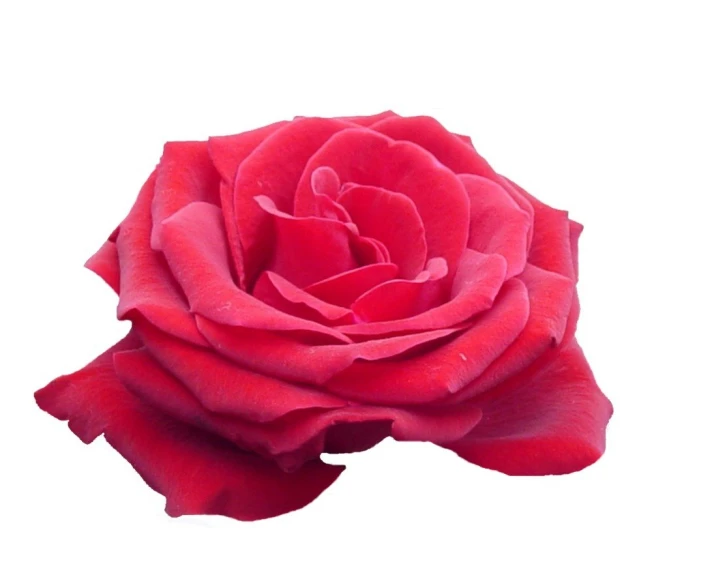 red rose on white background in front of a clear background