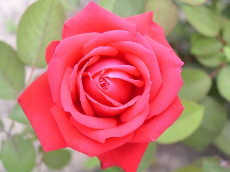 a close up of the stem of a red rose