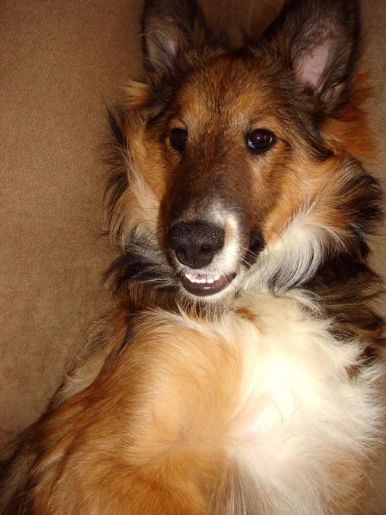 a long haired dog resting on a couch