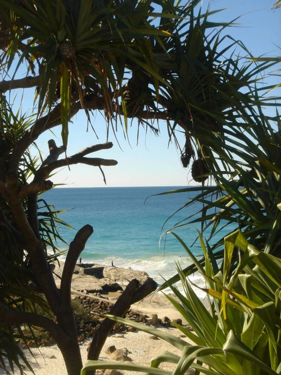 view from the beach of ocean and sand with lots of leaves