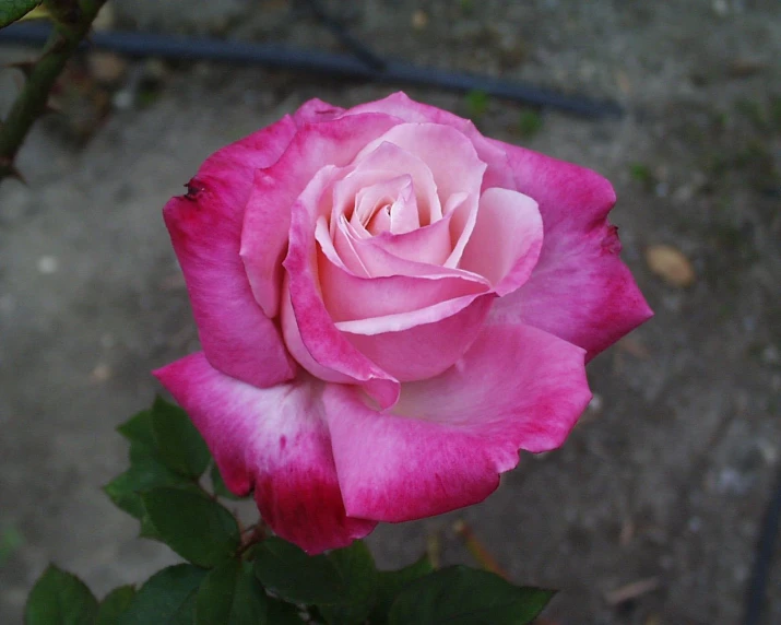 there is a large pink rose blooming in the garden