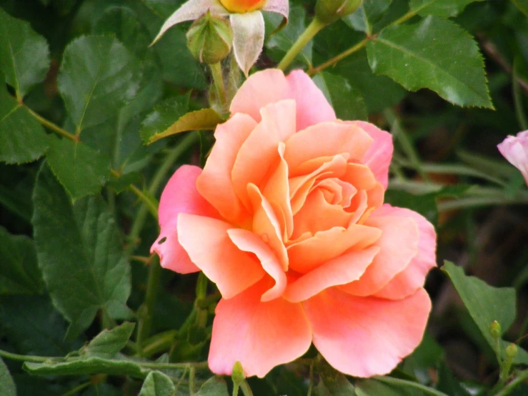 there is a orange rose blooming from the leaves