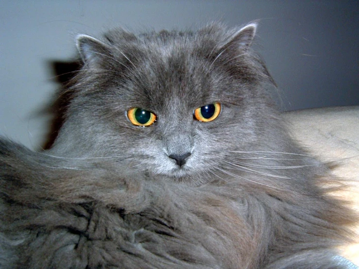the grey cat has green eyes and yellow spots on it's face