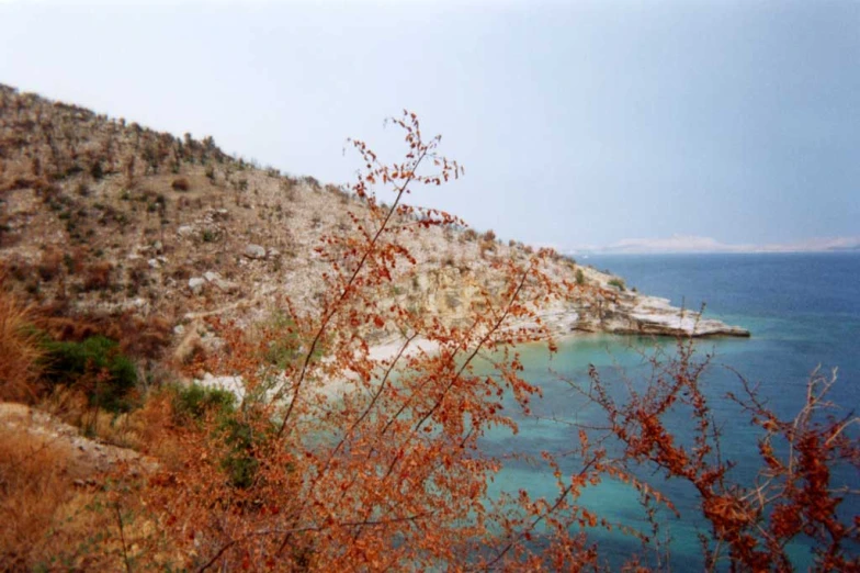 a view of the coast of blue water, with red vegetation