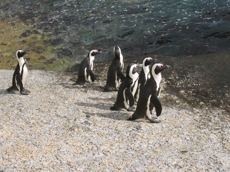 group of penguins walking along a rocky river bed
