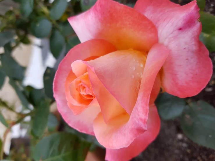 an orange rose with white stamens and green leaves