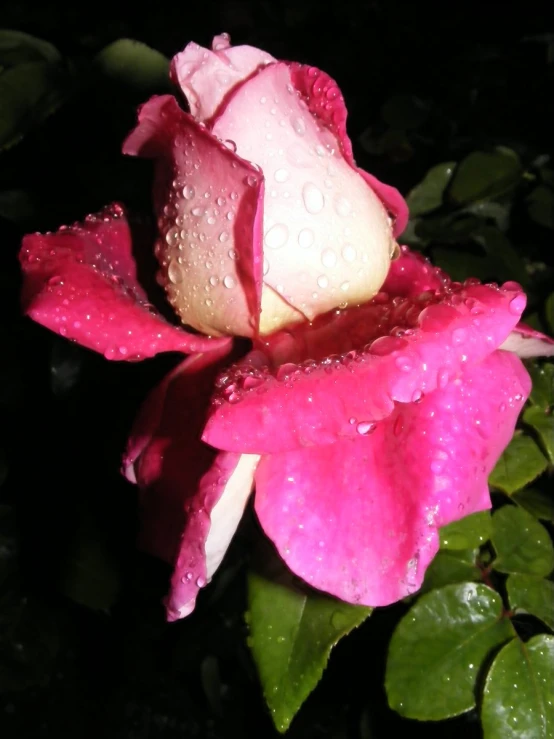 a rose that has water on it in the dark