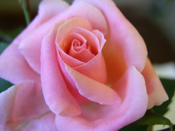 closeup of pink rose with green leaves on top