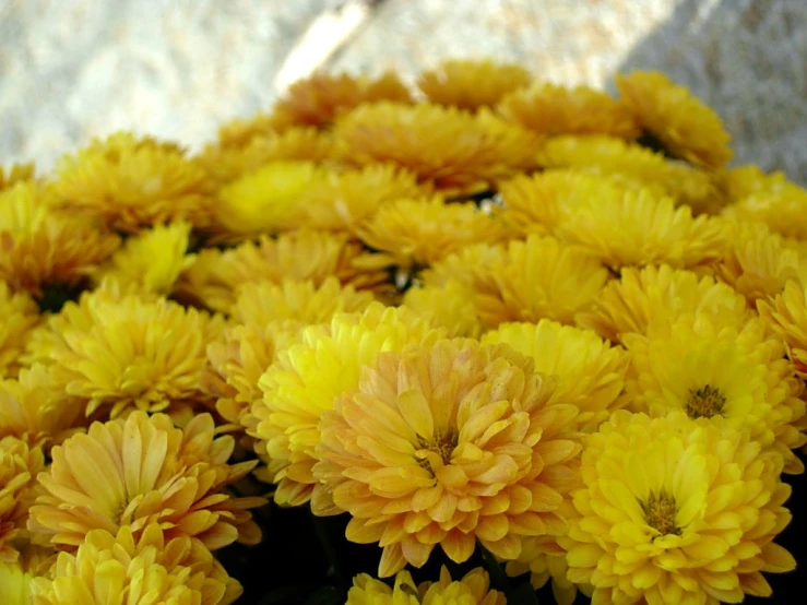 a bunch of yellow flowers are laying on the ground