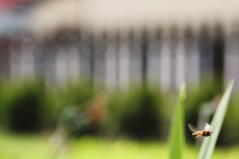 a honey bee flying to the left near grass