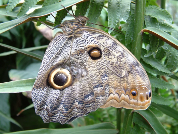 a large erfly with brown markings on its wings and wings