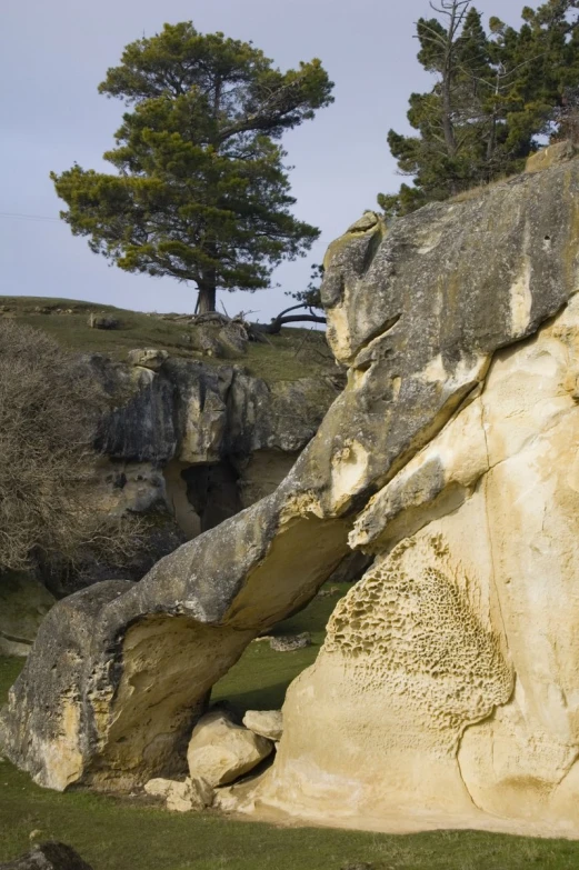 rocks, trees, and grass on the hillside near a large cliff