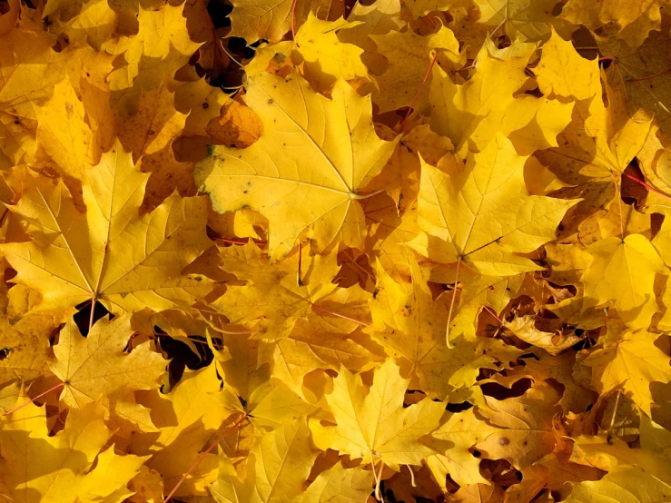 a bunch of yellow leaves that are very close together