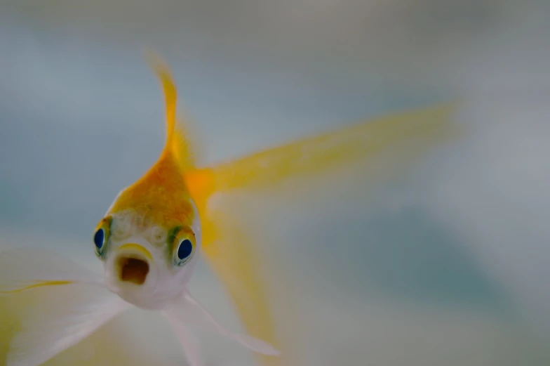 a white and yellow fish is seen in the water