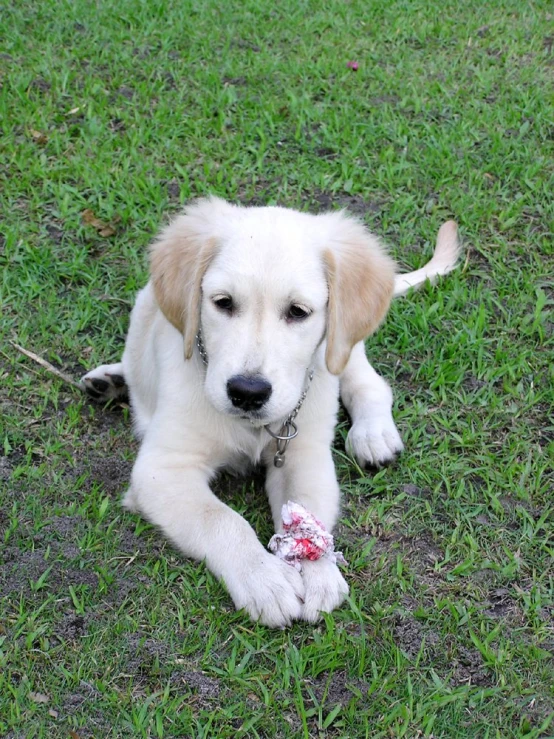 a puppy with a pink flower laying in the grass