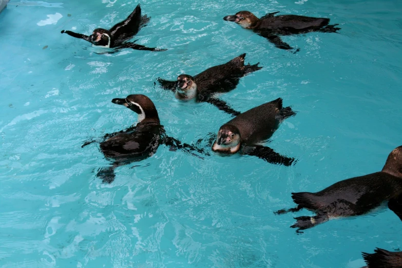 several ducks swimming in a pool, one is diving