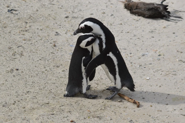 two penguins standing on top of a sandy area