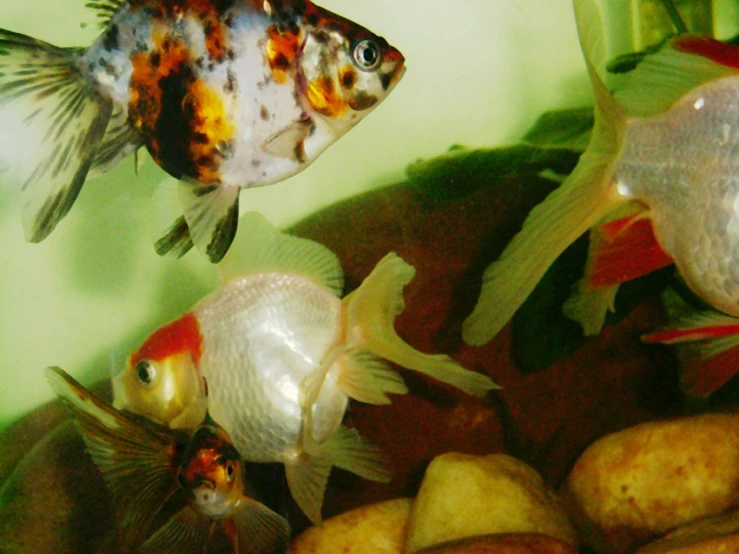 this is an aquarium with goldfish, potatoes, and orange and white fish