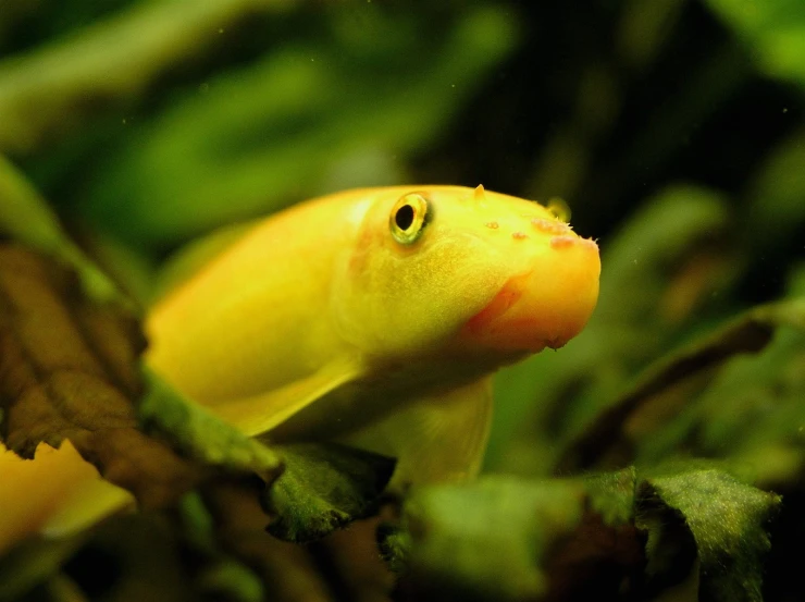 a small yellow fish swimming on top of green plants