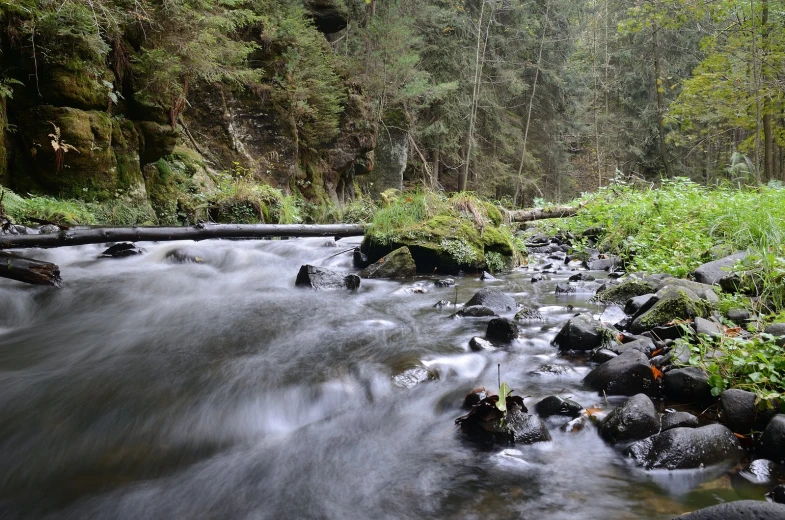 an empty river surrounded by trees and foliage