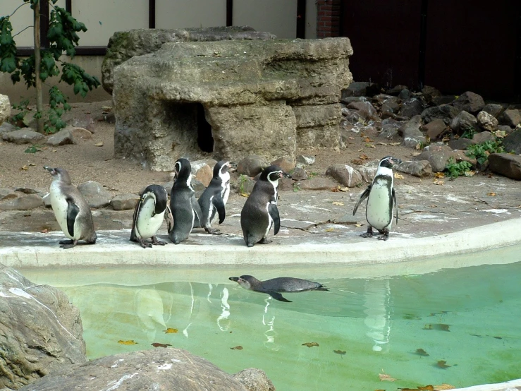 many penguins are walking around in the snow