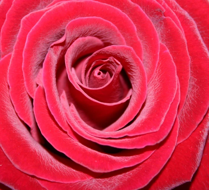 a close up image of a single red rose