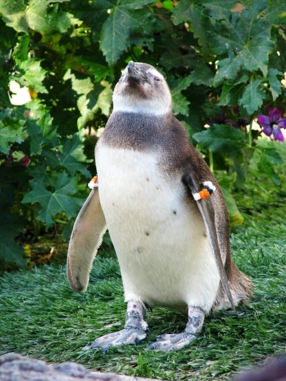 a penguin in the grass is looking up