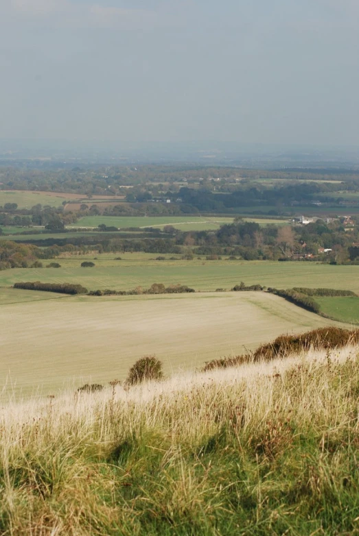 cows grazing in a field of grass in the countryside