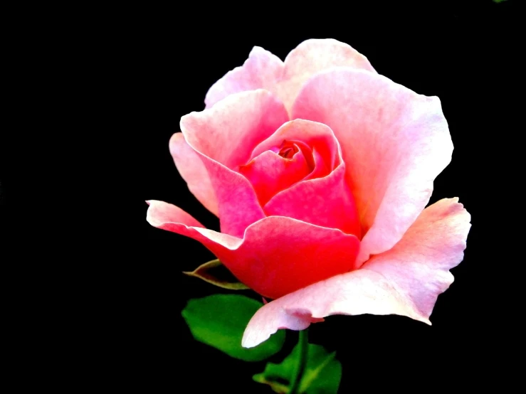 there is a pink rose with green leaves