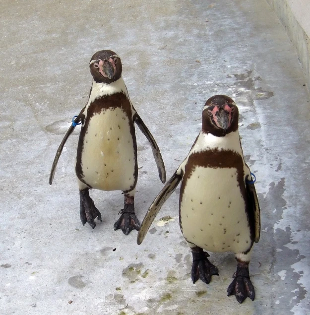 two penguins with one penguin pointing towards the ground