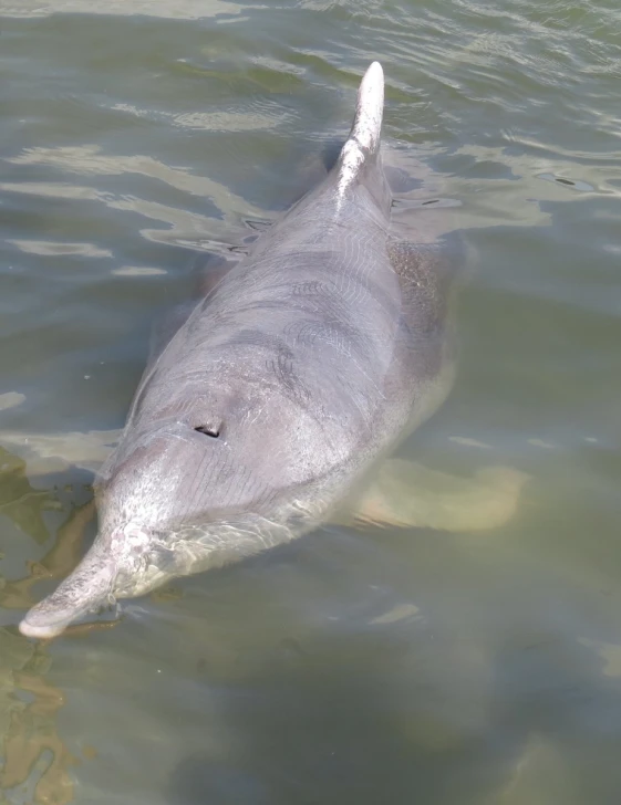 the head of a gray dolphin in a body of water