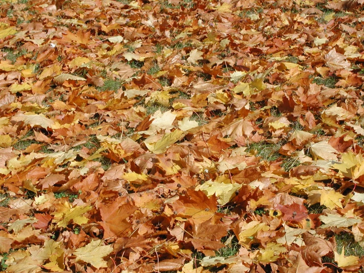 a bunch of leaves are spread across the ground