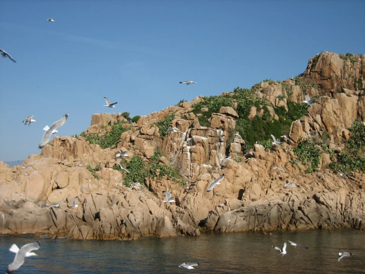 seagulls landing on the rocky shoreline beside the ocean