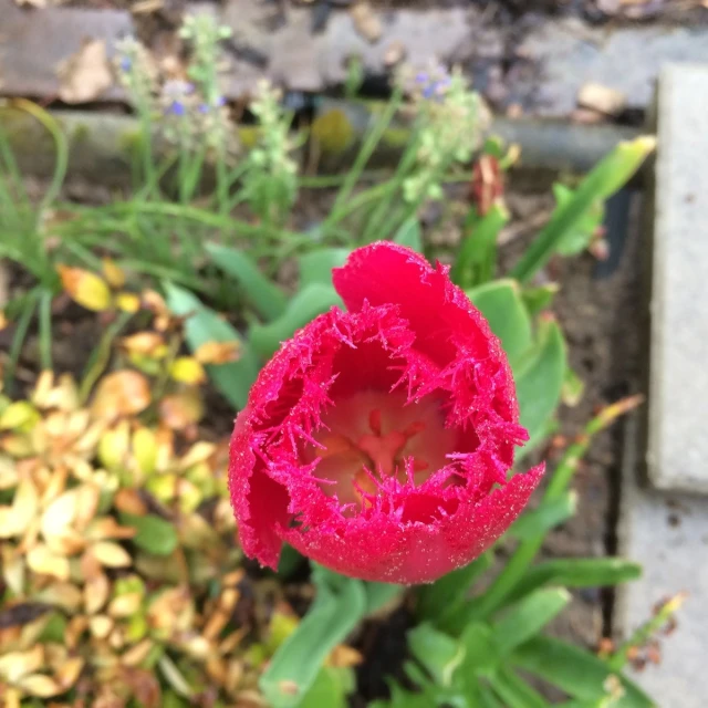 a red flower with green leaves and other flowers next to brick wall