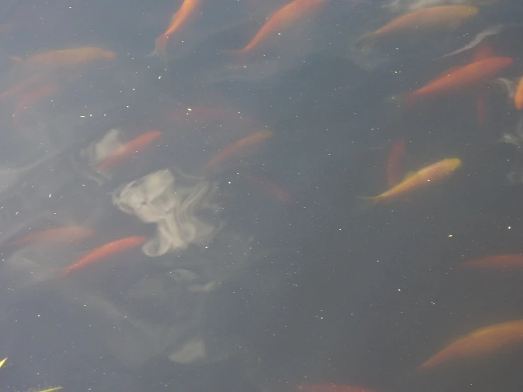 a bunch of fish that are floating in water