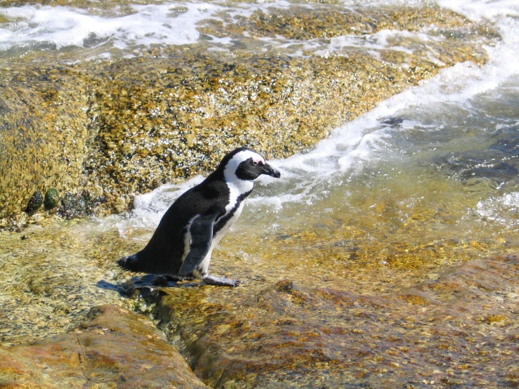 a penguin stands on top of rocks next to a river