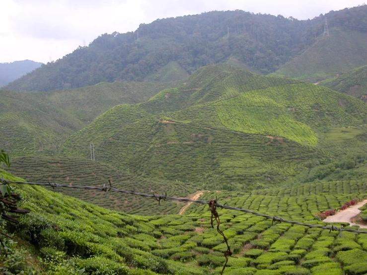 there are many hills in the background that are dotted with tea