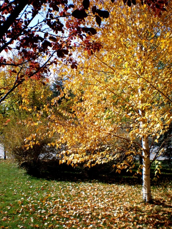 a man in a green jacket standing next to a tree