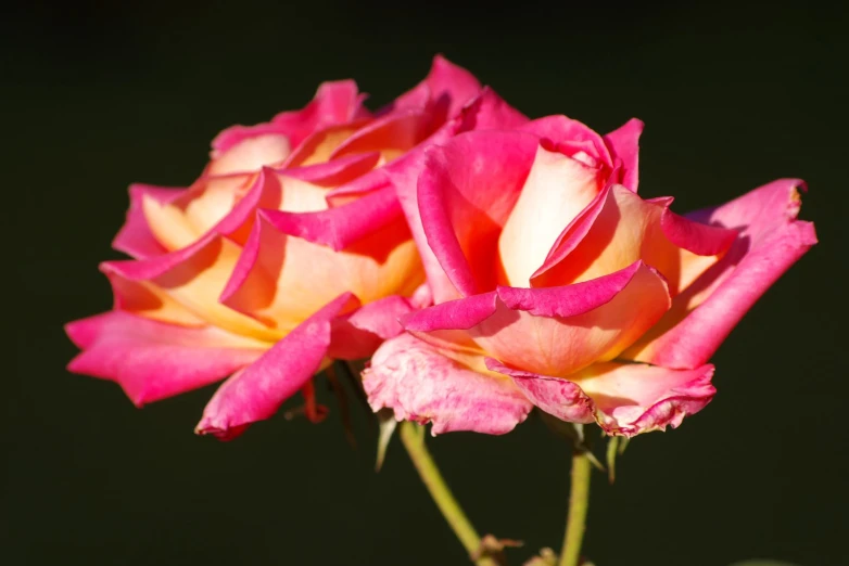 a couple of pink roses with a green background