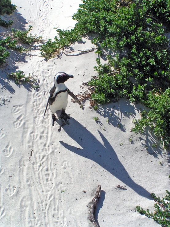 a penguin is standing on sand next to trees