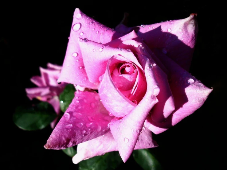 a pink rose is blooming on the black