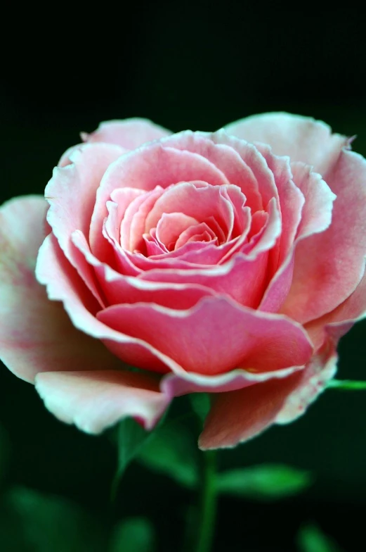 a large pink rose is blooming on the stem