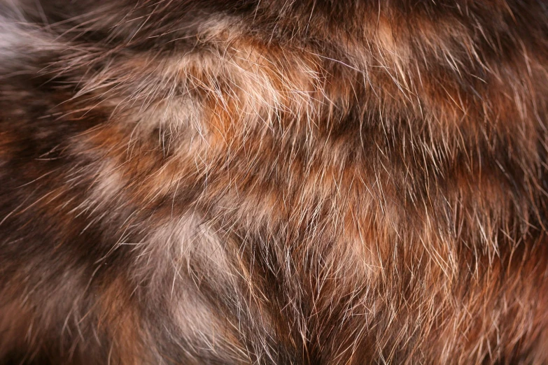 the fur of a fox looks as though its fur is brown