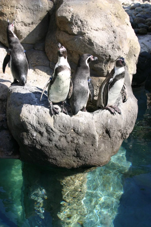 a group of penguins on a rock next to water