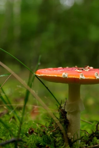 this is a close up po of a mushroom in the grass