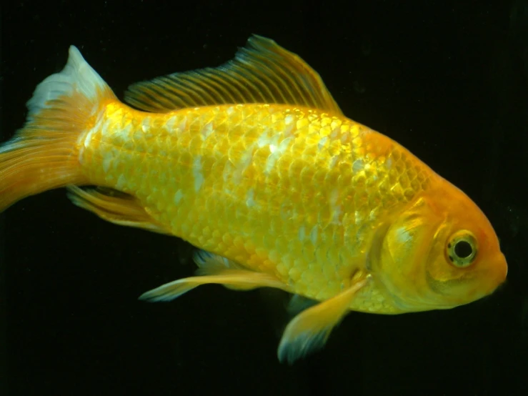 a large yellow fish with orange body and yellow tail