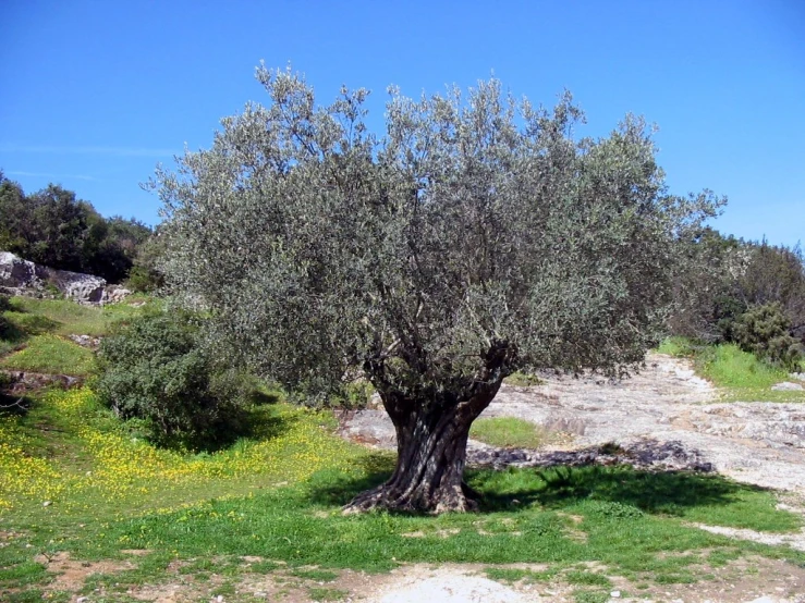 an olive tree is seen in the foreground, while grass and rocks are in the background